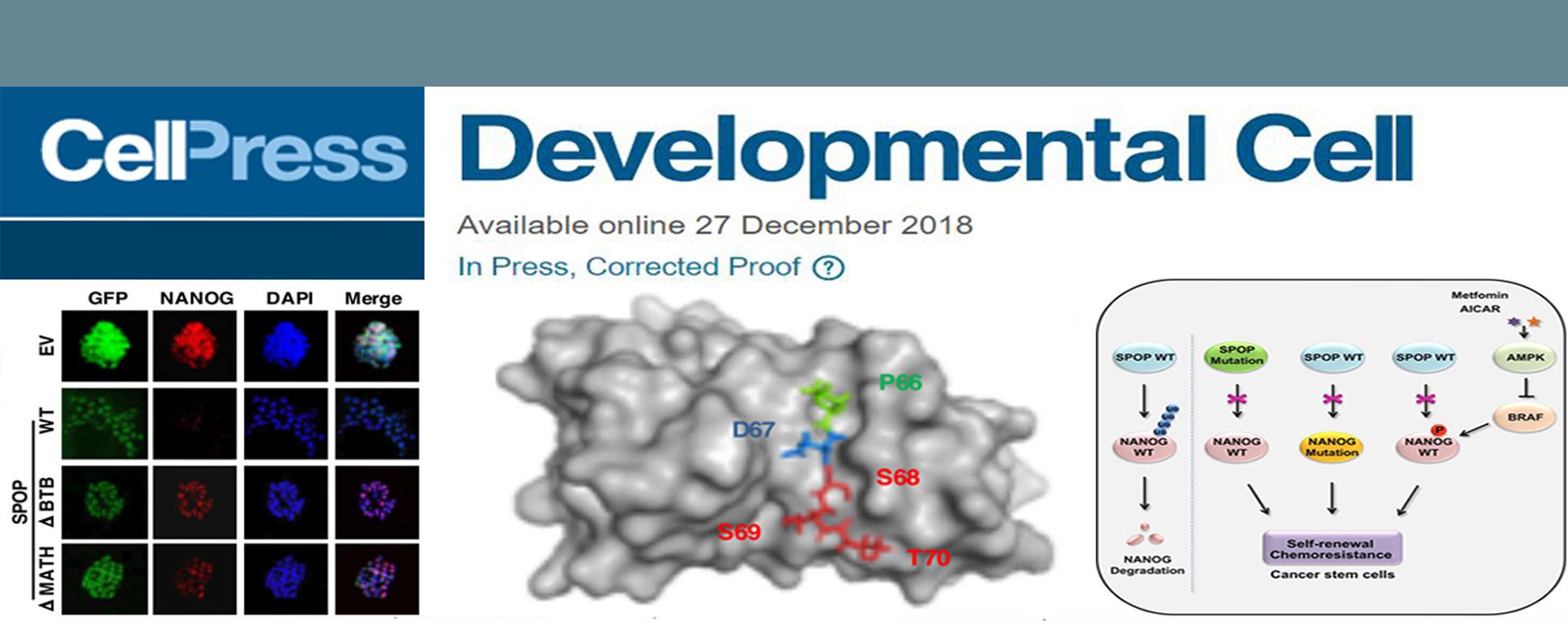 Dev Cell丨同济大学医学院癌症中心王平组揭示肿瘤干细胞调控新机制